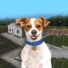 Animal Shelter Simulator