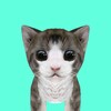 Cat Simulator Online